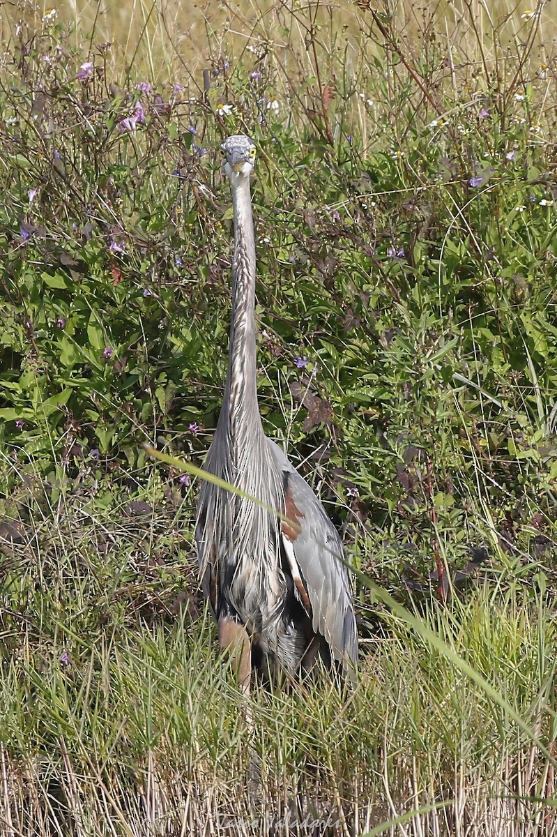 Grand Héron - ML647404075