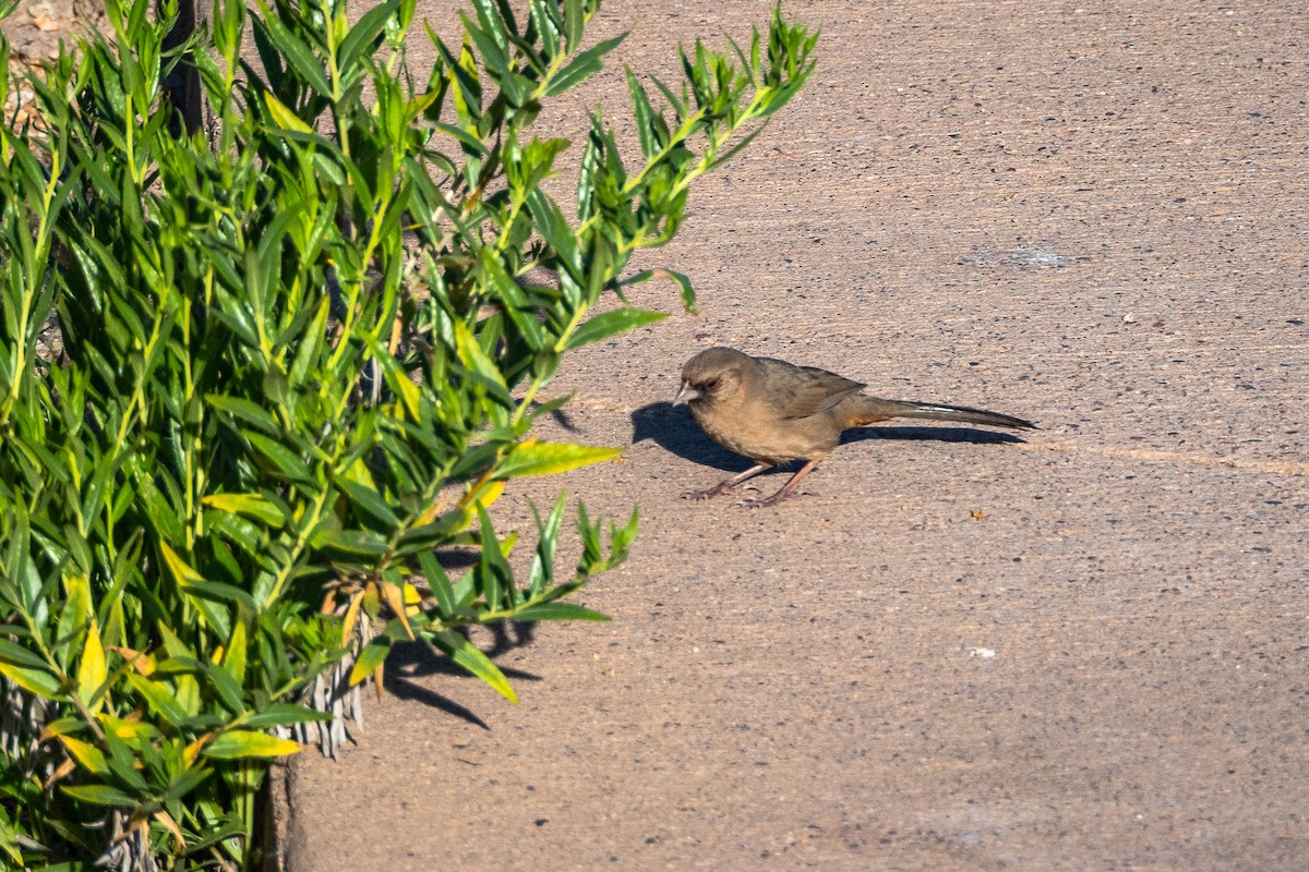 Abert's Towhee - ML647404077