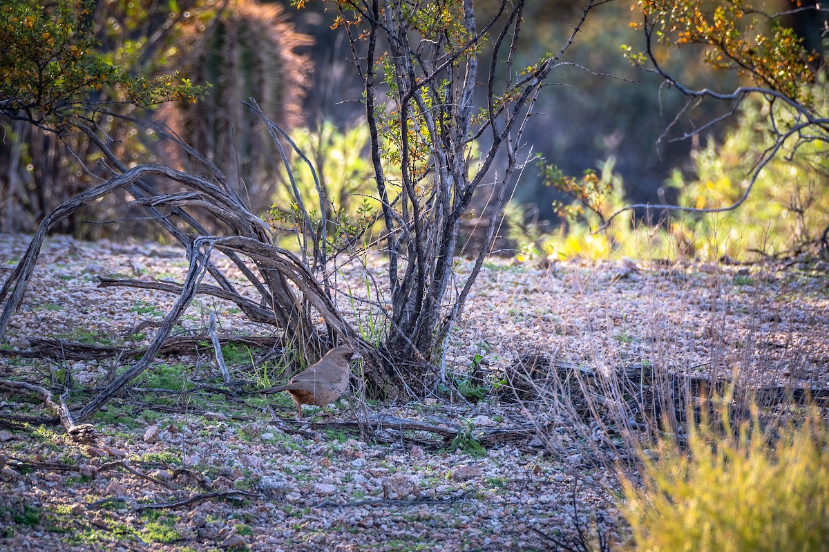 Abert's Towhee - ML647404078