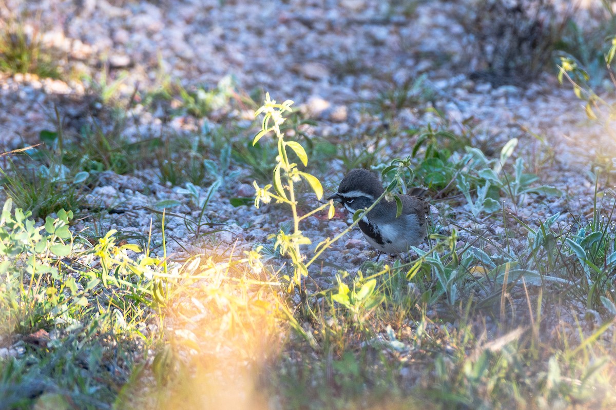 Black-throated Sparrow - ML647404090