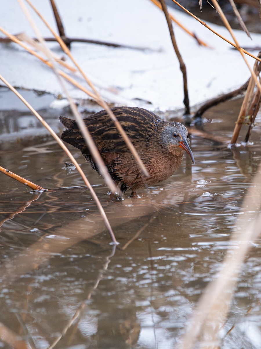 Virginia Rail - ML647404097