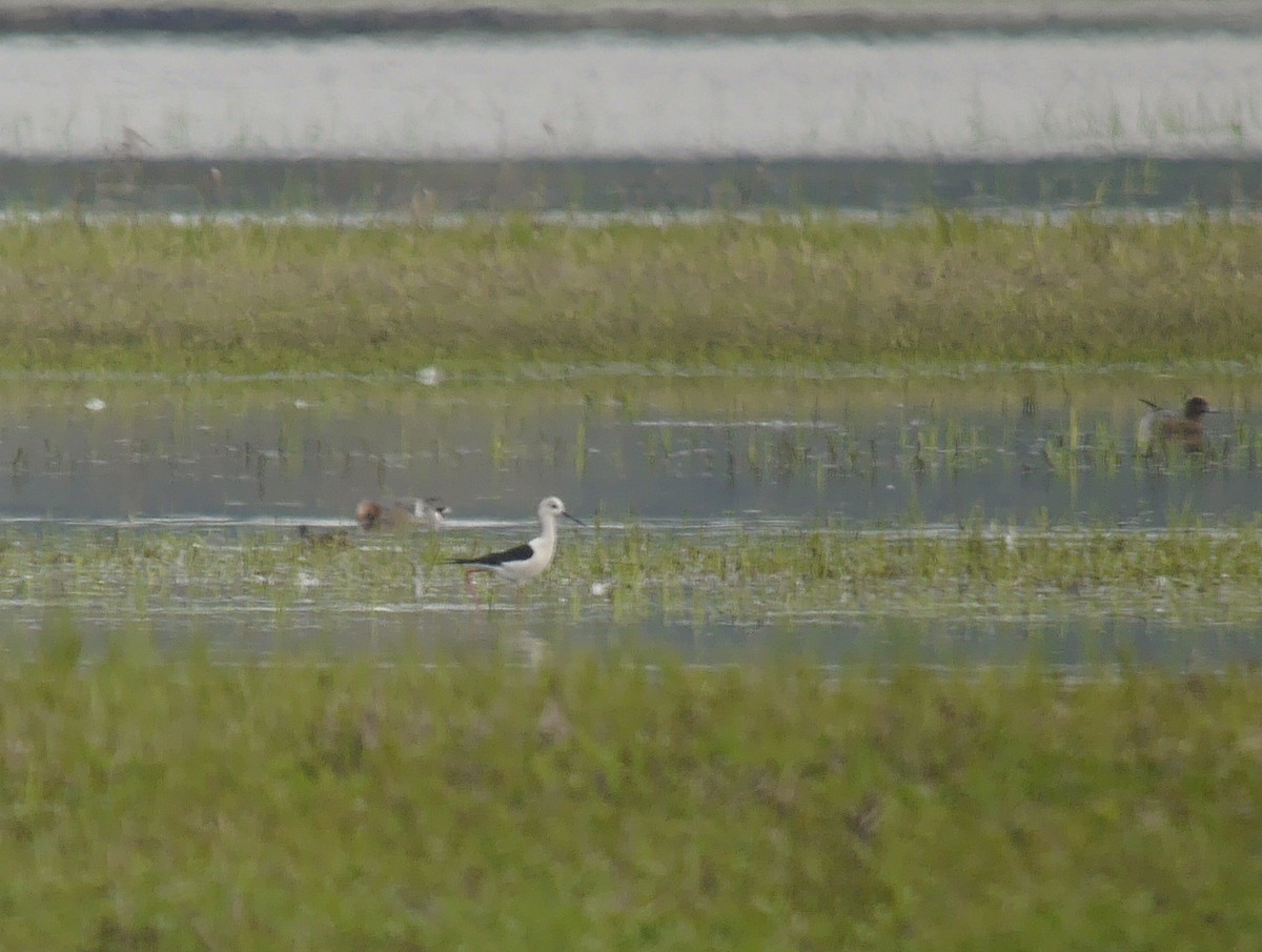 高蹺鴴 - ML647404099