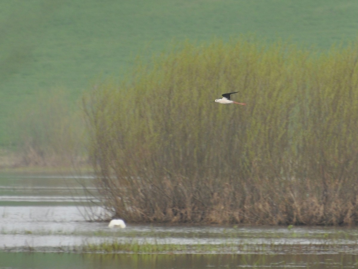 高蹺鴴 - ML647404100