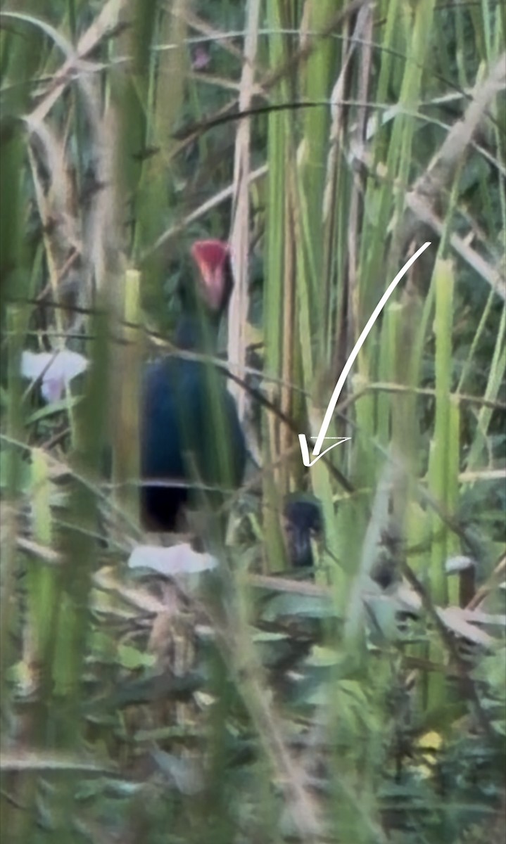 Black-backed Swamphen - ML647404104