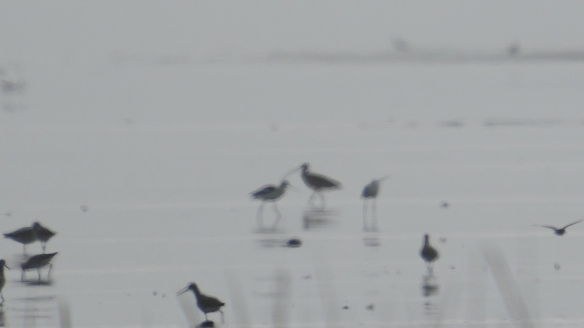 Кульон американський - ML647404111