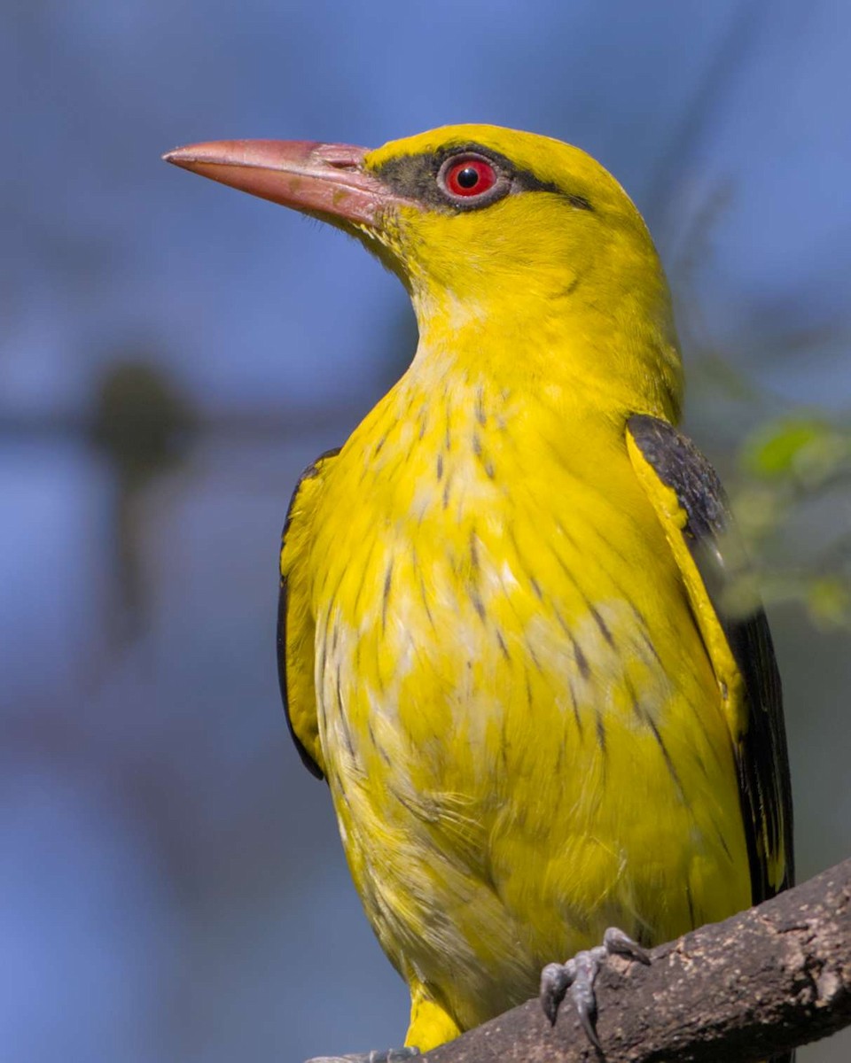 Indian Golden Oriole - ML647404128