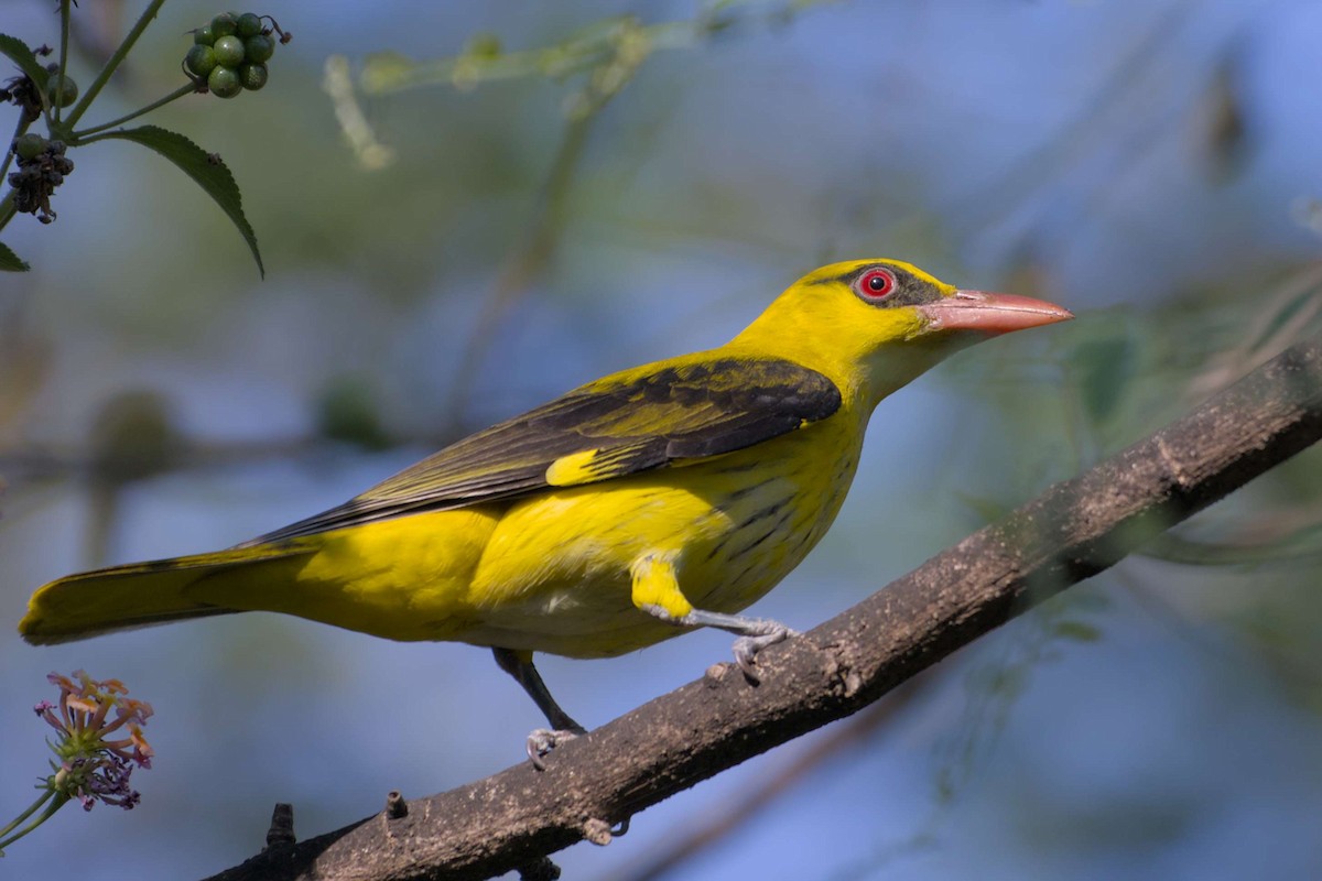 Indian Golden Oriole - ML647404129