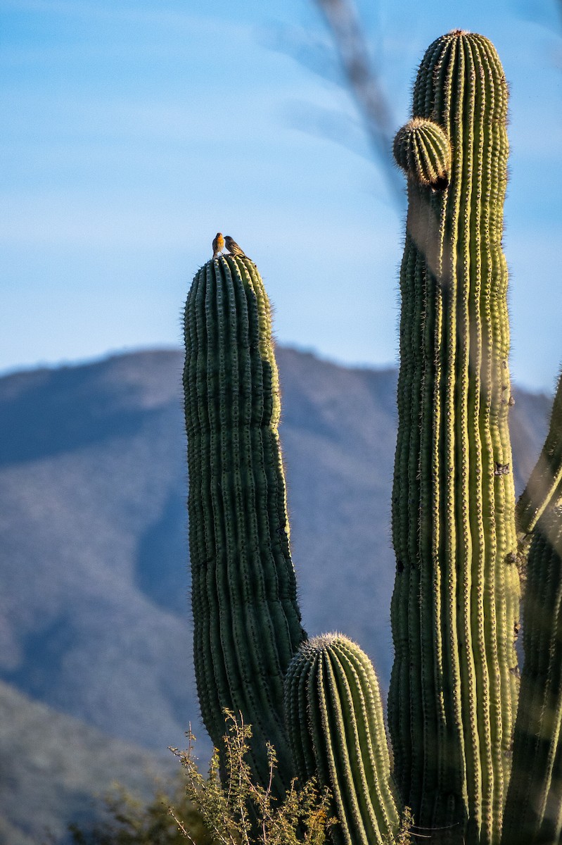 House Finch - ML647404145