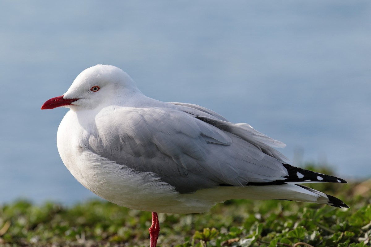 Silver Gull - ML647404147