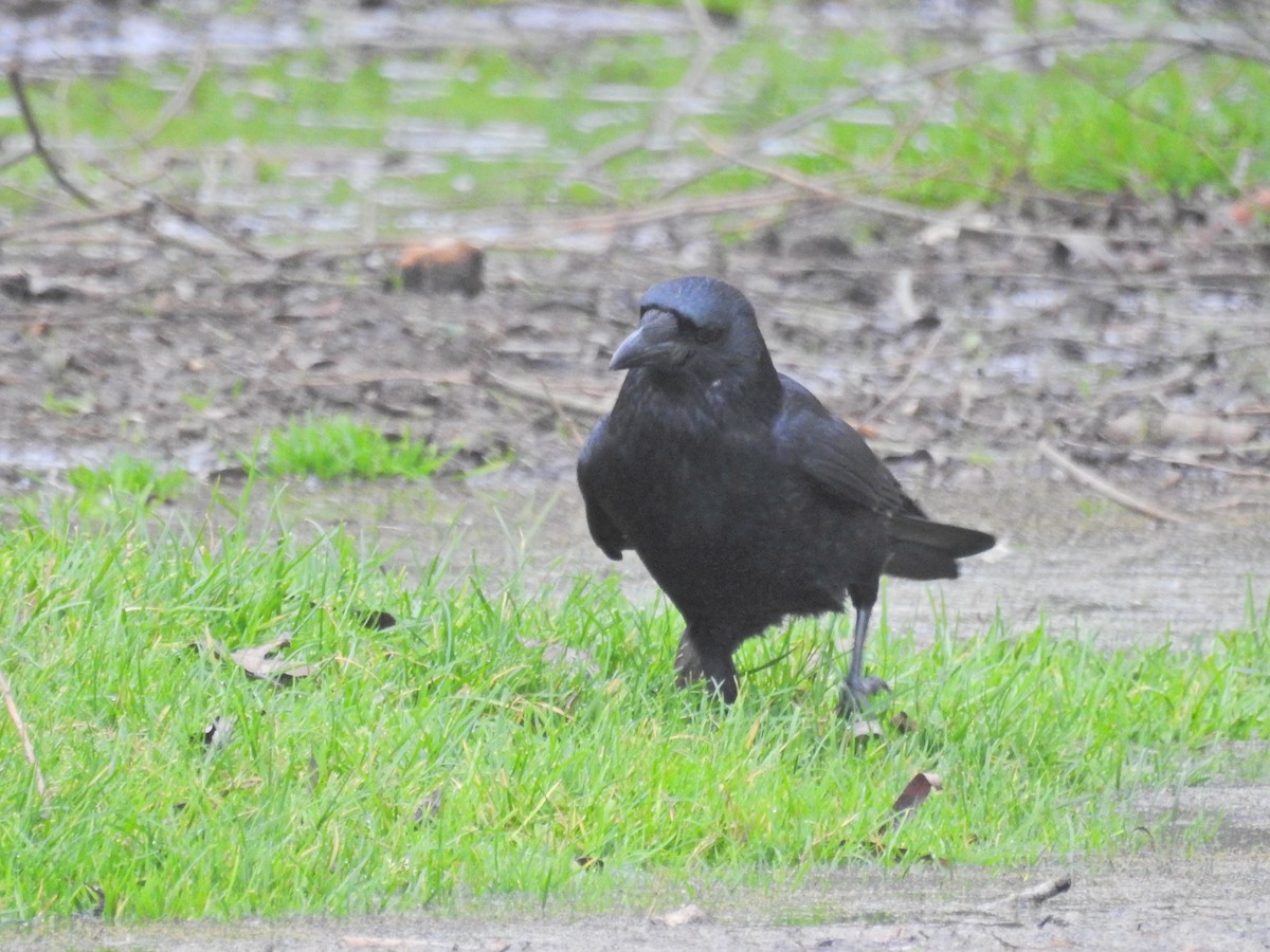 Carrion Crow - ML647404150
