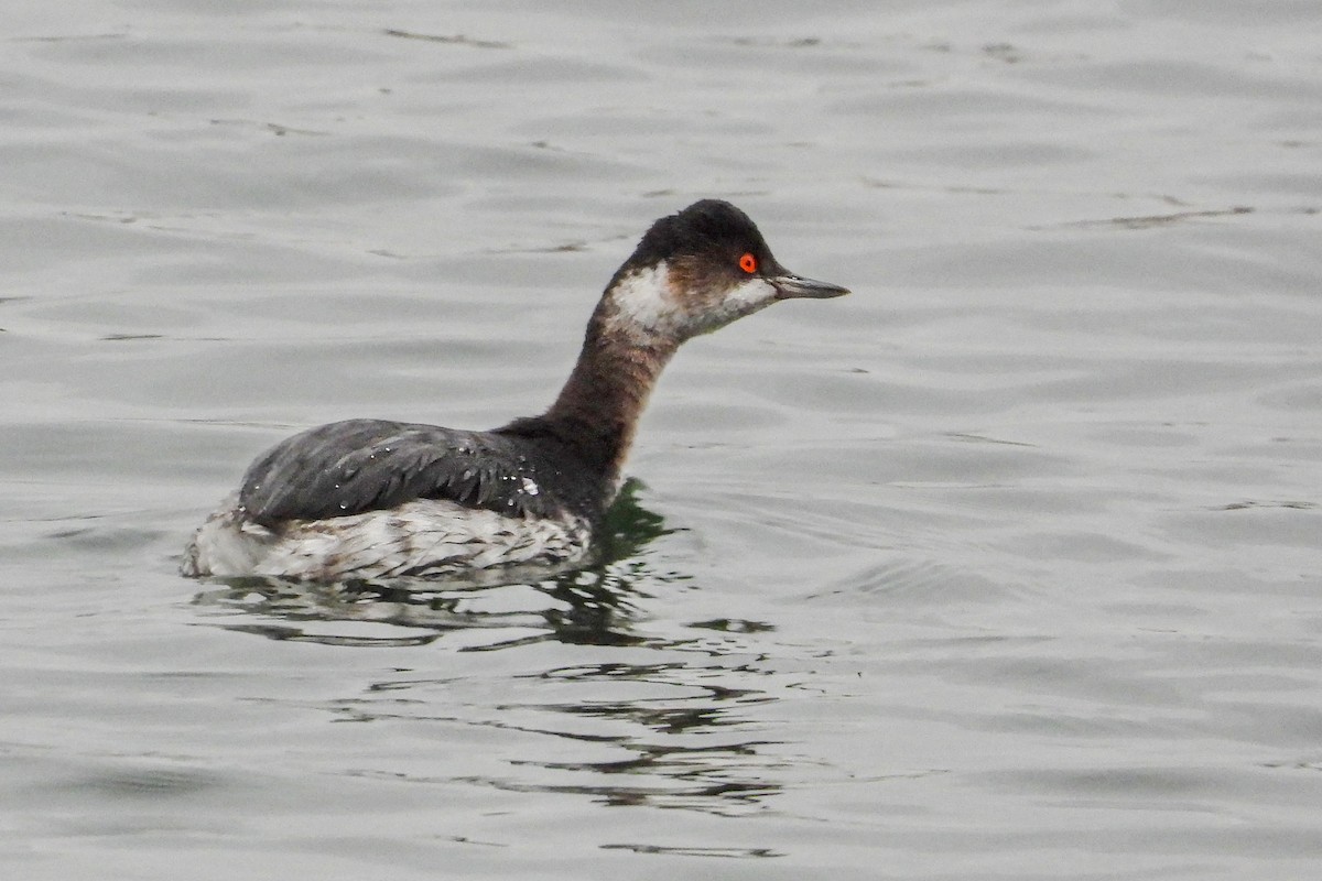 Eared Grebe - ML647404154