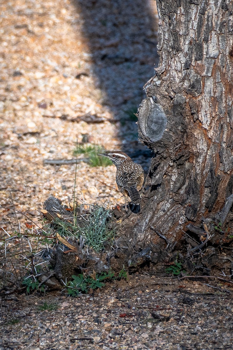 Cactus Wren - ML647404155