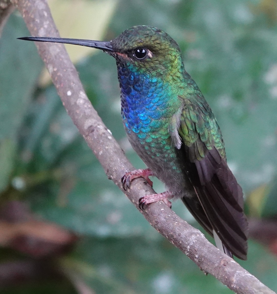 Green-backed Hillstar - ML647404157