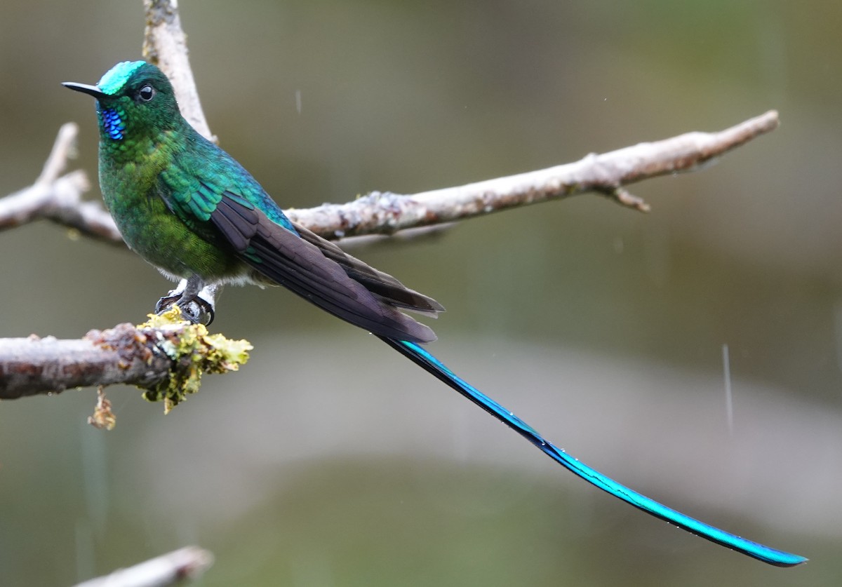 Long-tailed Sylph - ML647404161