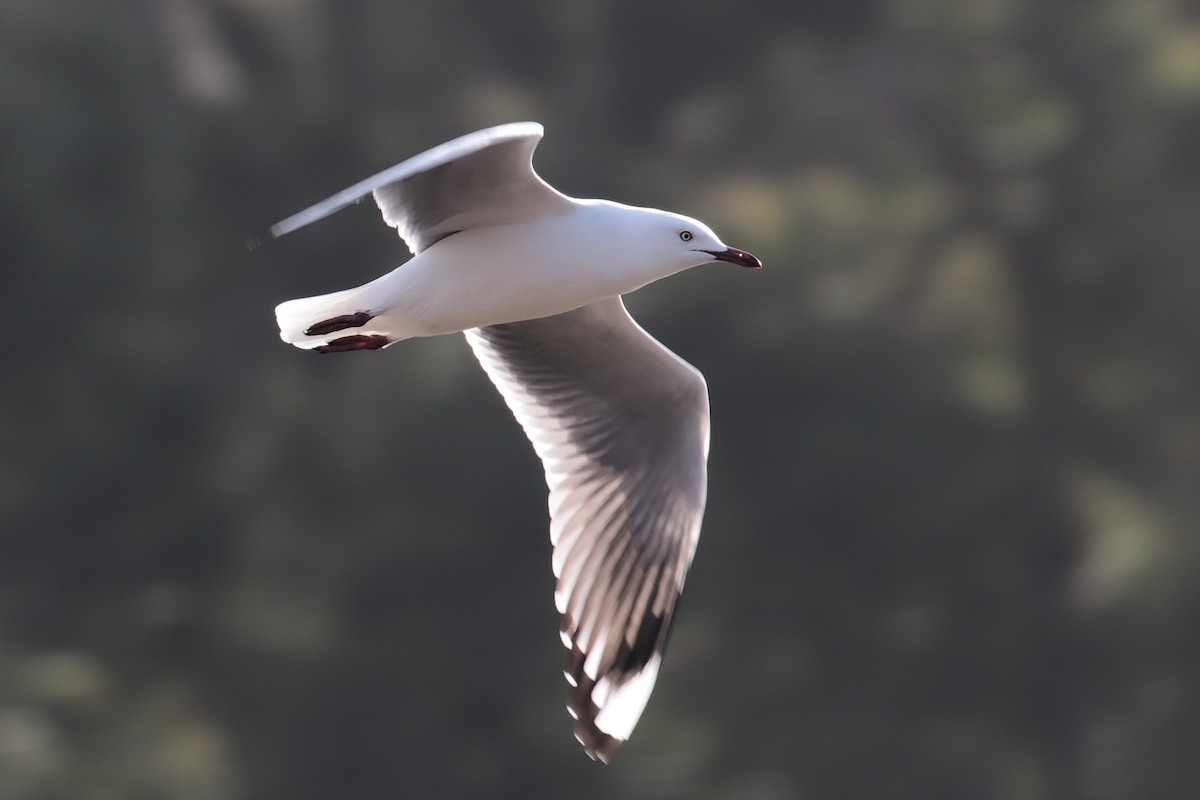 Silver Gull - ML647404163