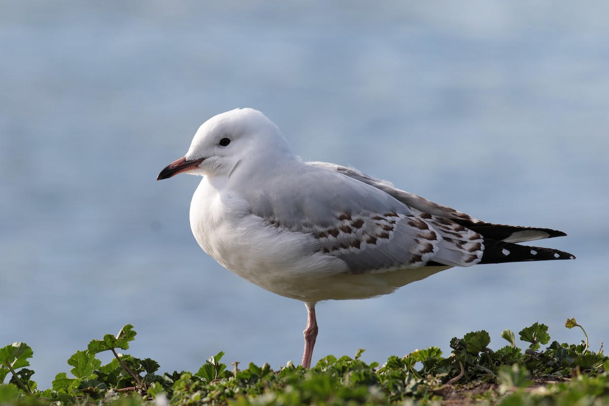 Silver Gull - ML647404166