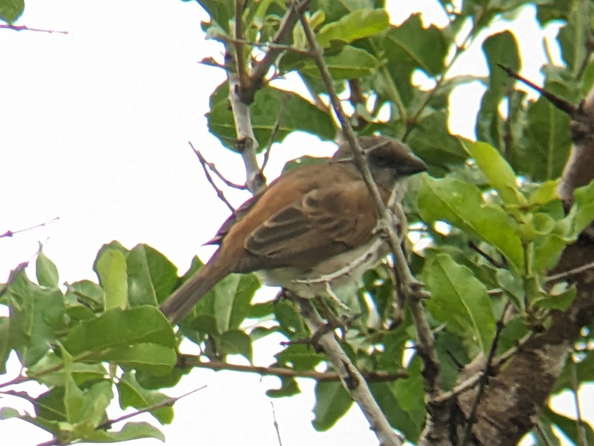 Northern Gray-headed Sparrow - ML647404169