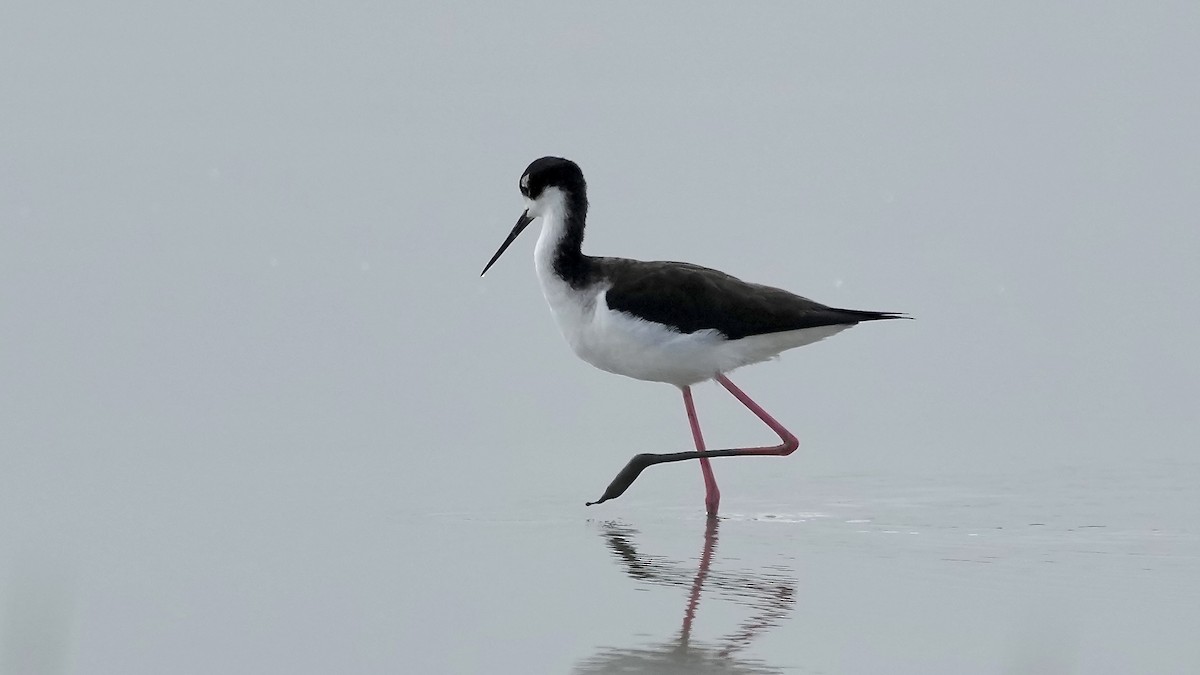 Black-necked Stilt - ML647404172