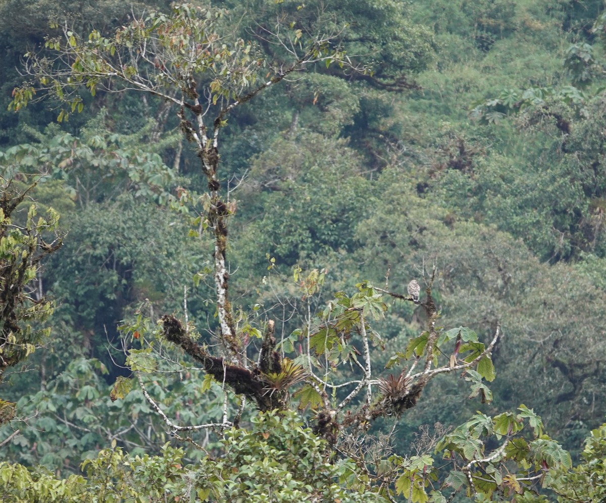 Broad-winged Hawk - ML647404173