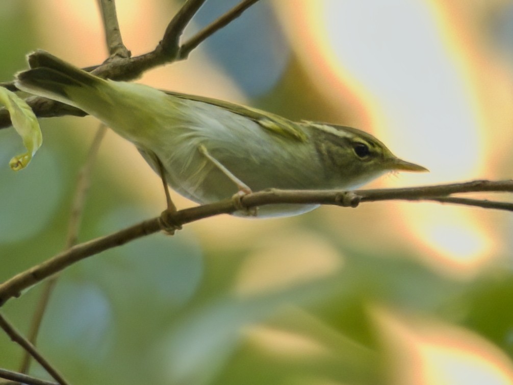 Eastern Crowned Warbler - ML647404174