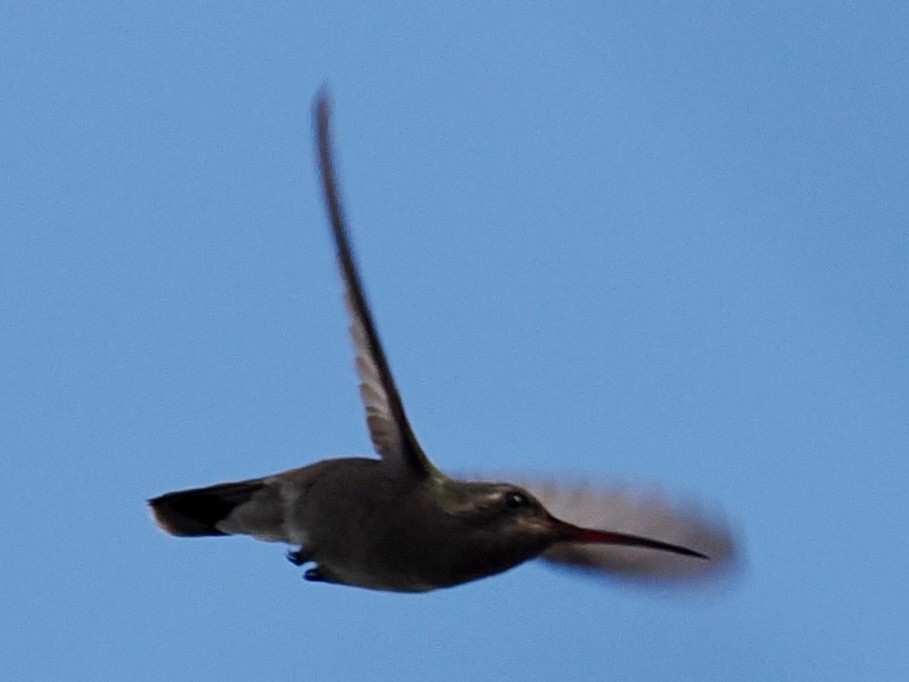 Dusky Hummingbird - ML647404175