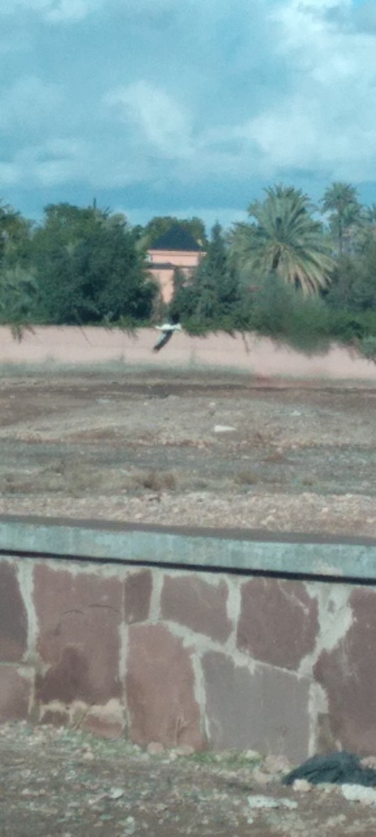 White Stork - ML647404176