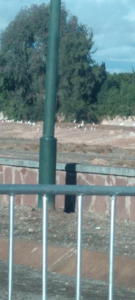 White Stork - ML647404177