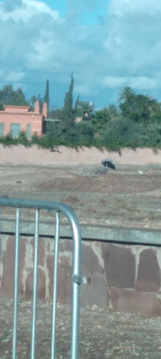 White Stork - ML647404178