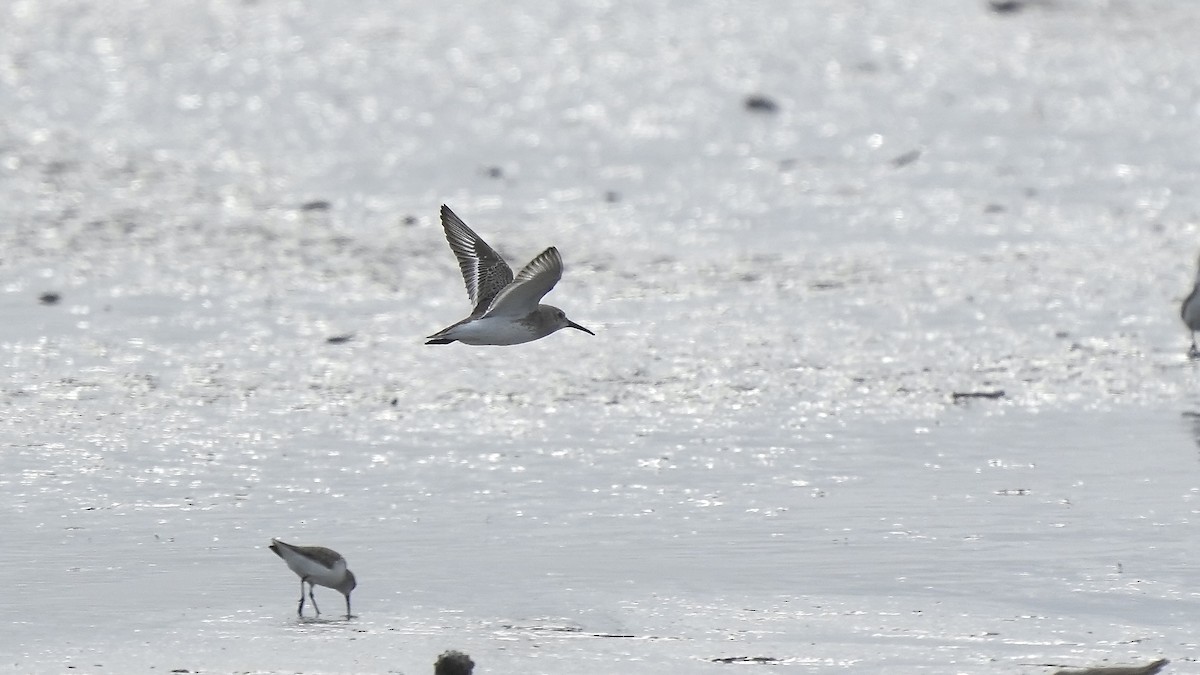 Sanderling - ML647404179