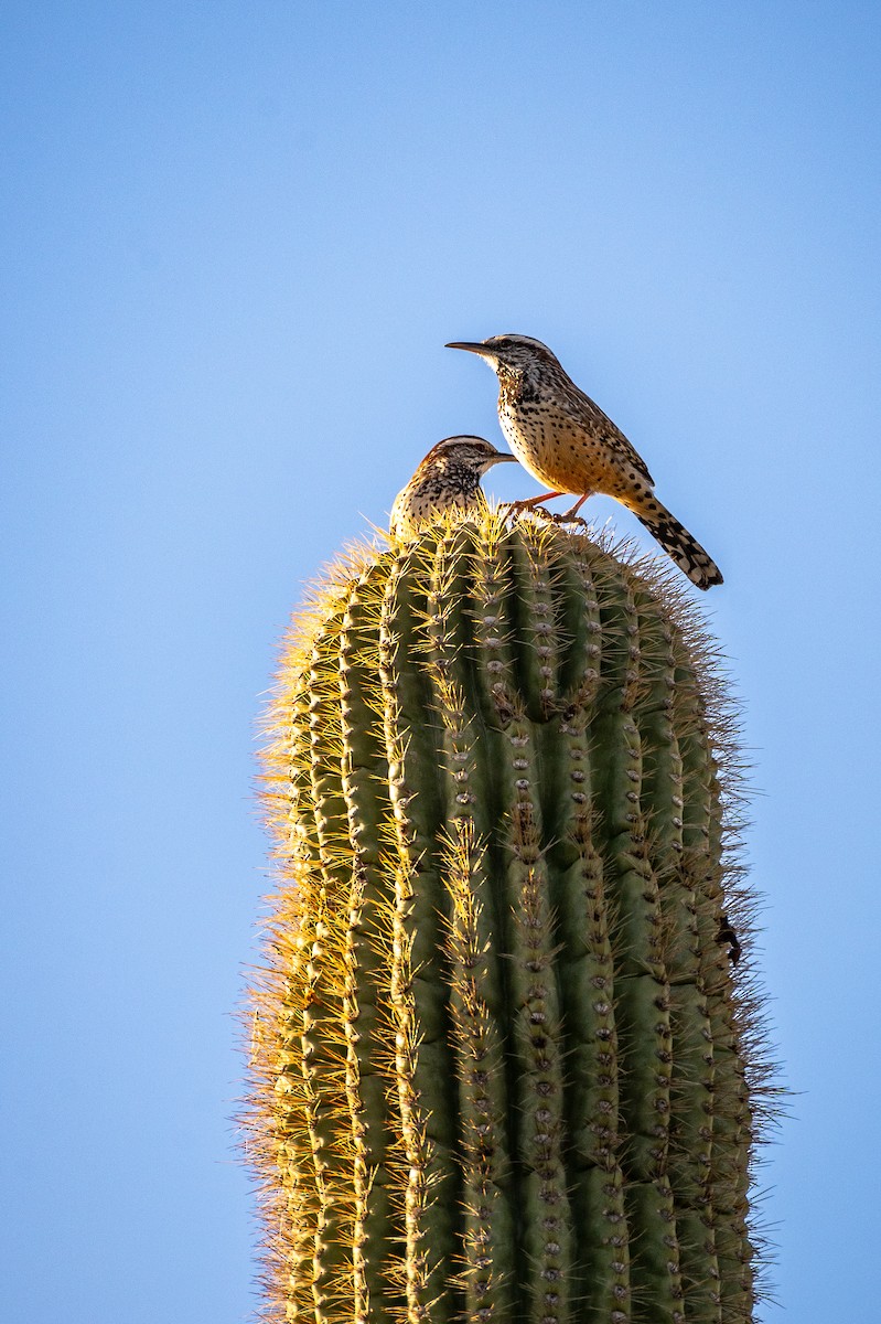 Cactus Wren - ML647404180