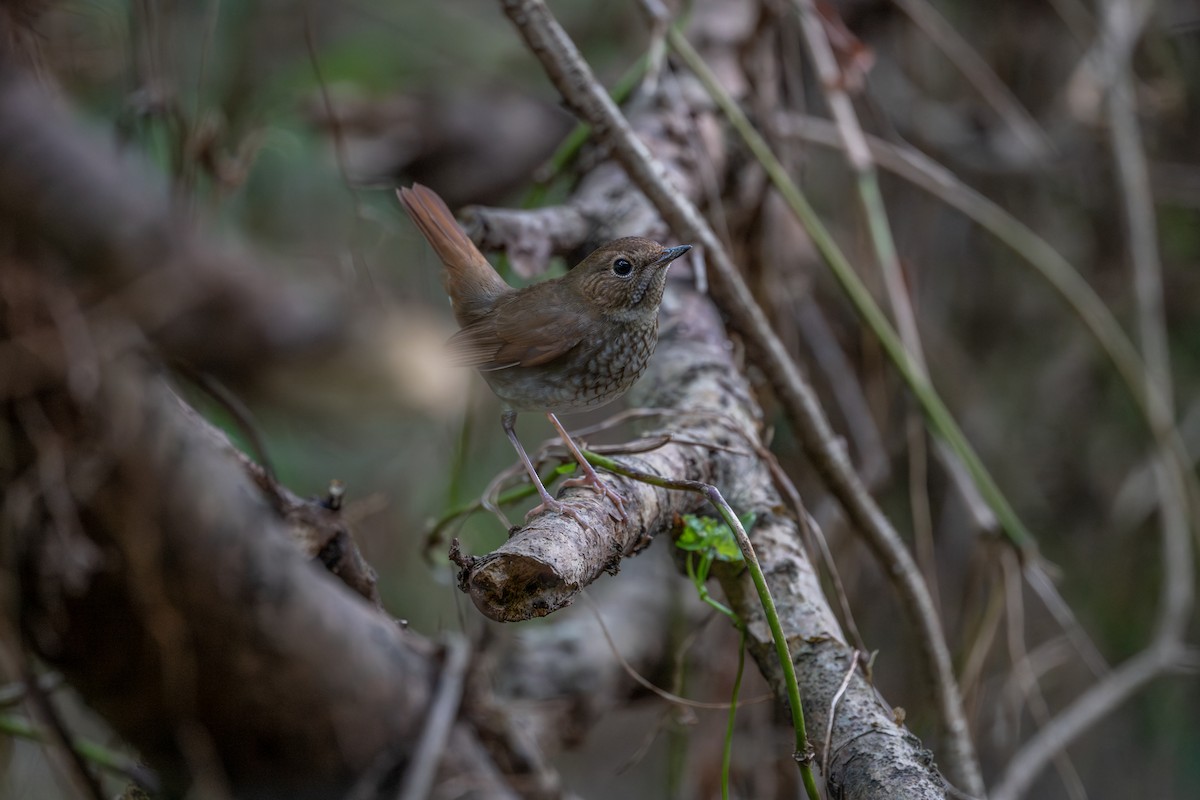 紅尾歌鴝 - ML647404181