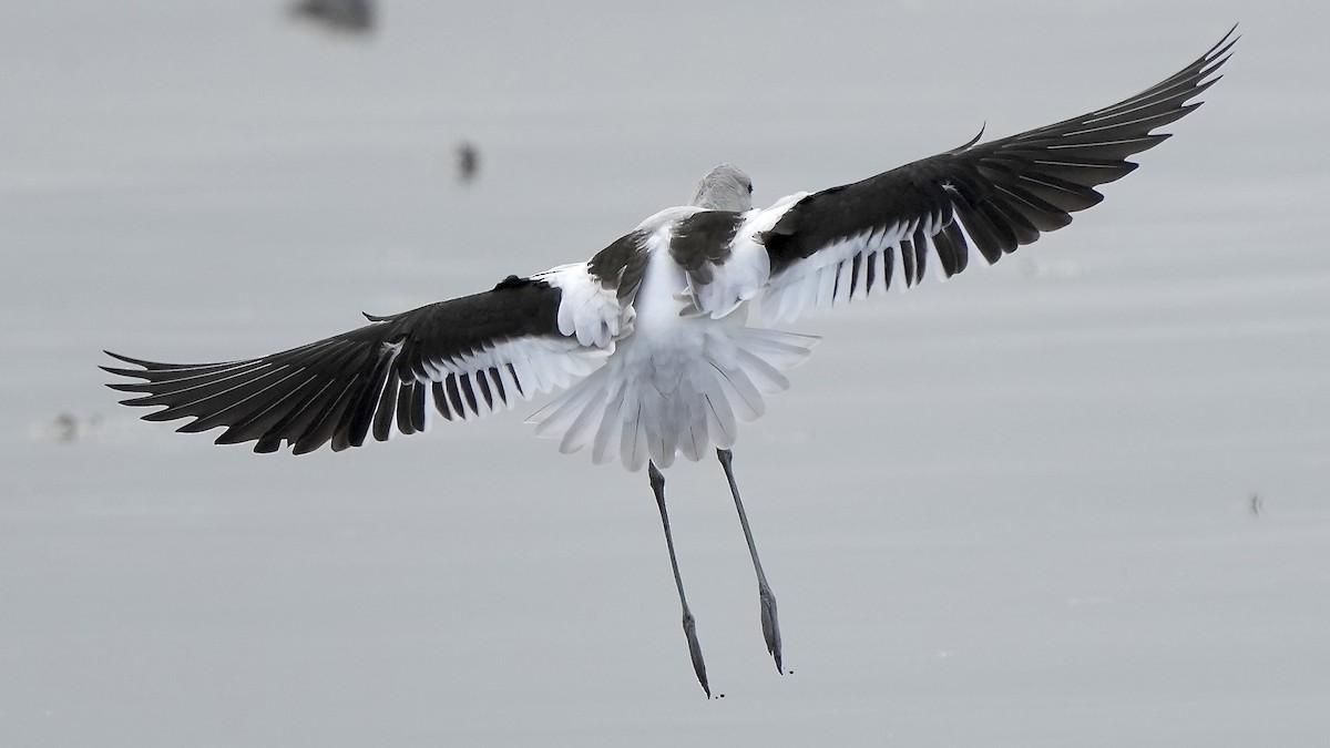 American Avocet - ML647404182