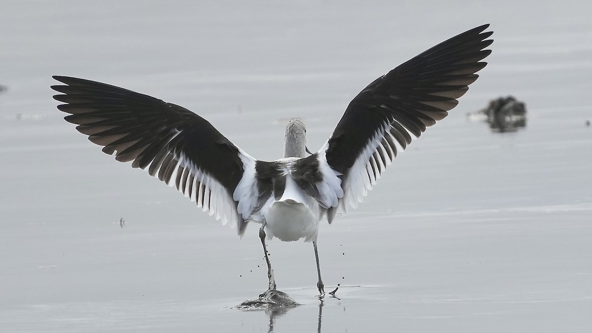 American Avocet - ML647404183