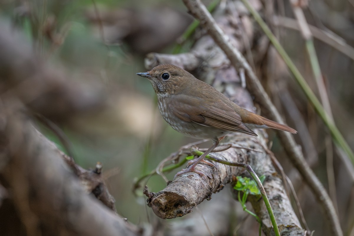 紅尾歌鴝 - ML647404185