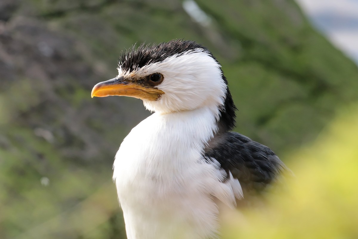 Little Pied Cormorant - ML647404188