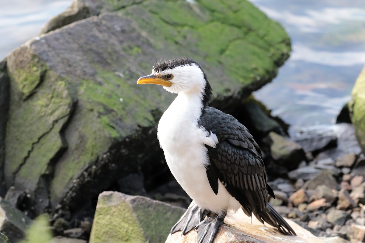Little Pied Cormorant - ML647404189