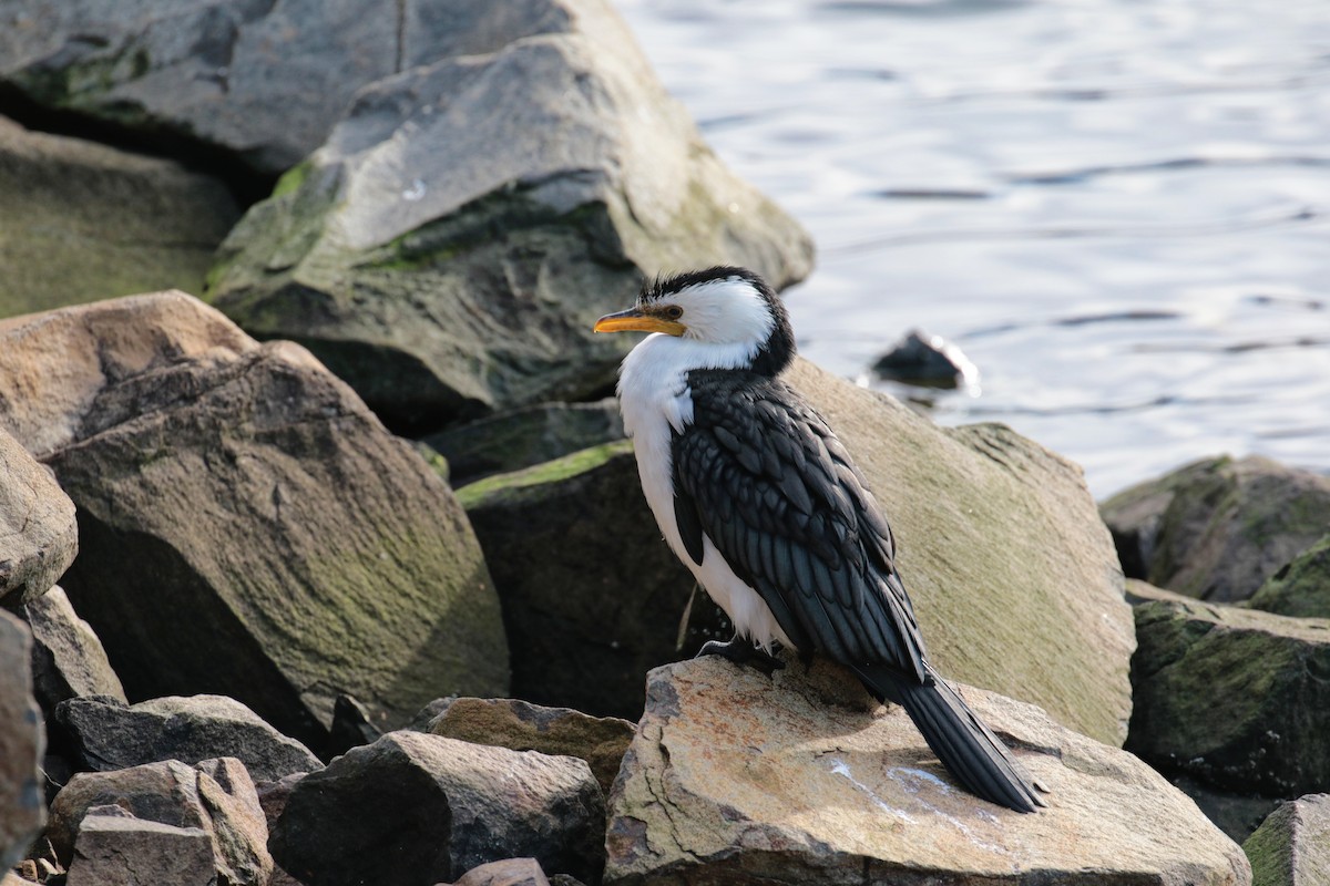 Little Pied Cormorant - ML647404190