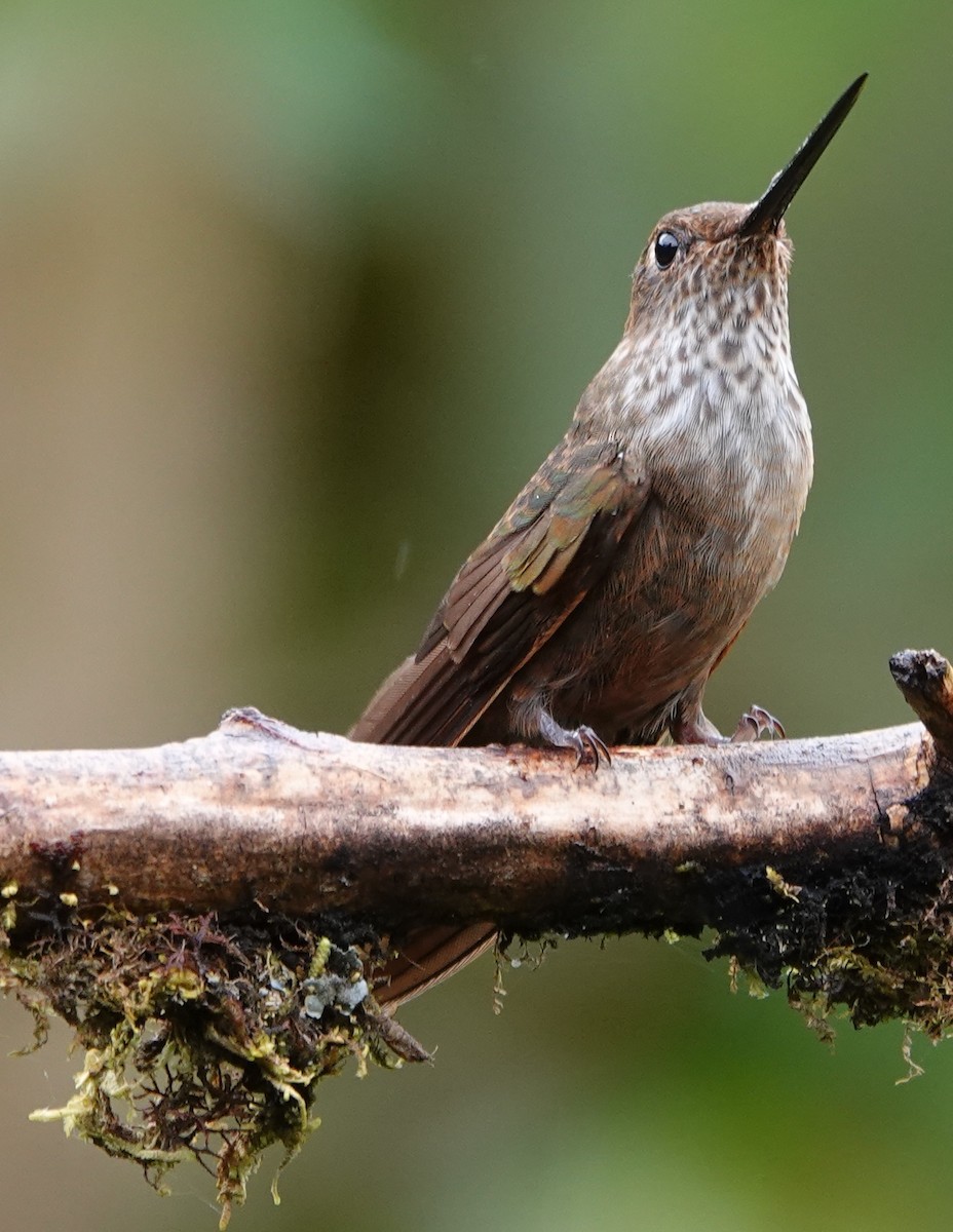 Bronzy Inca - ML647404194