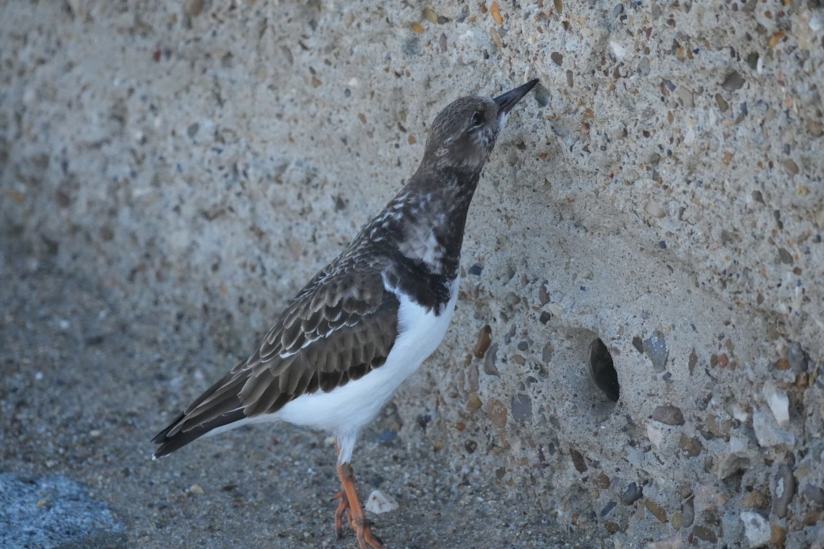 翻石鷸 - ML647404195