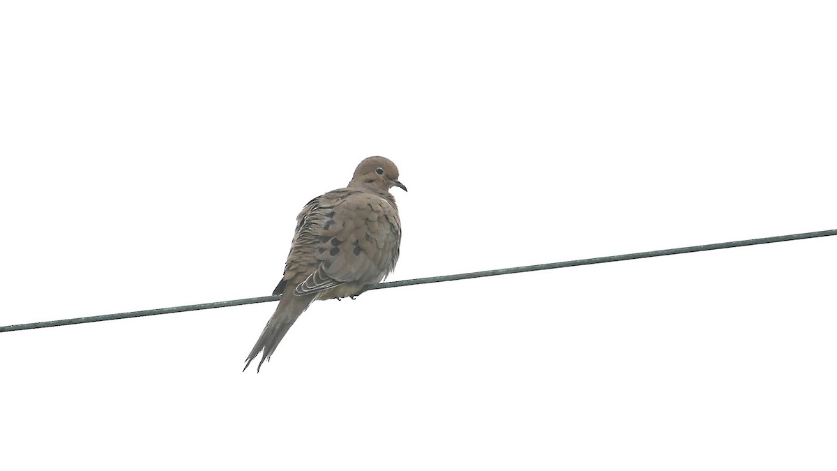 Mourning Dove - ML647404196