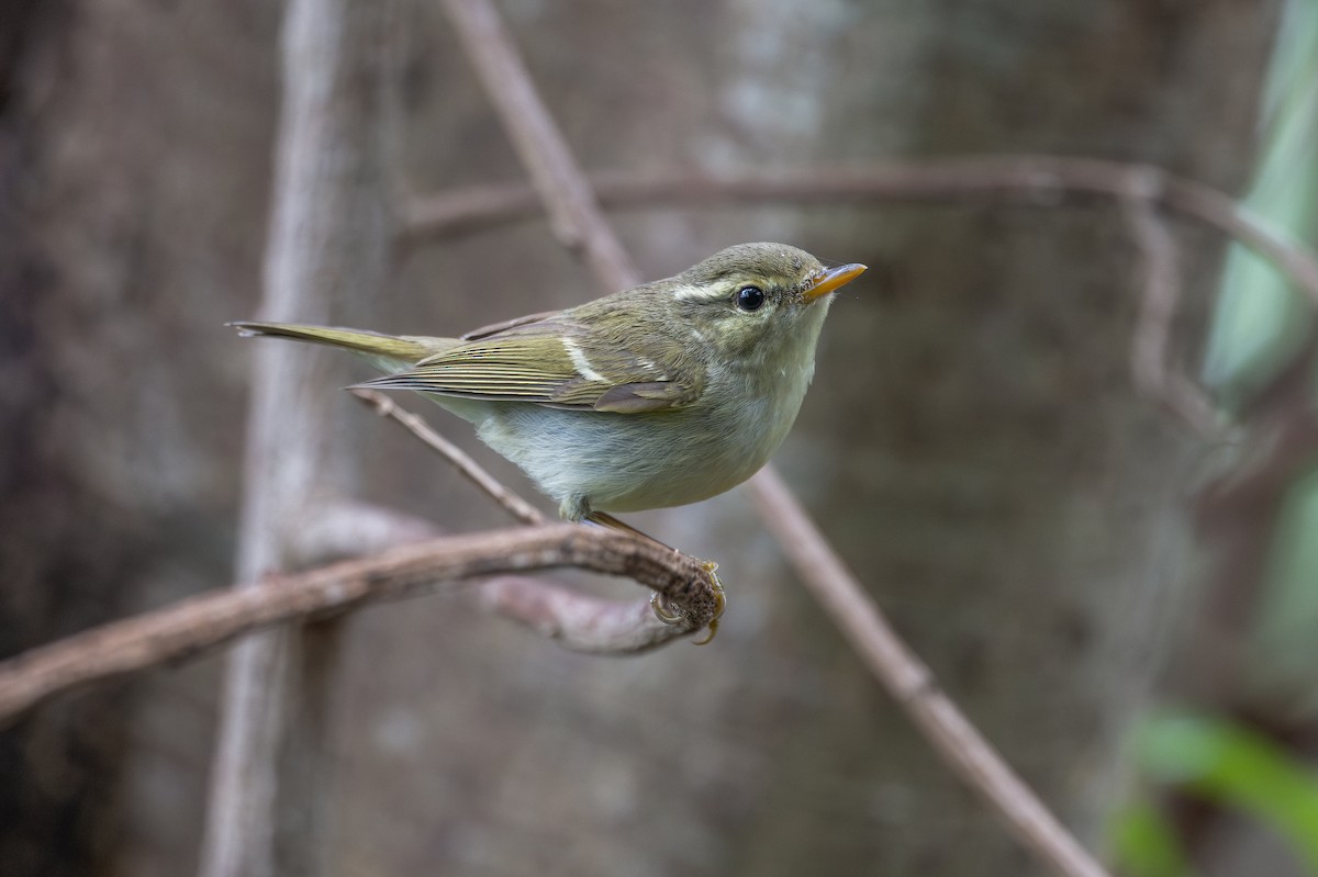 雙斑綠柳鶯 - ML647404198