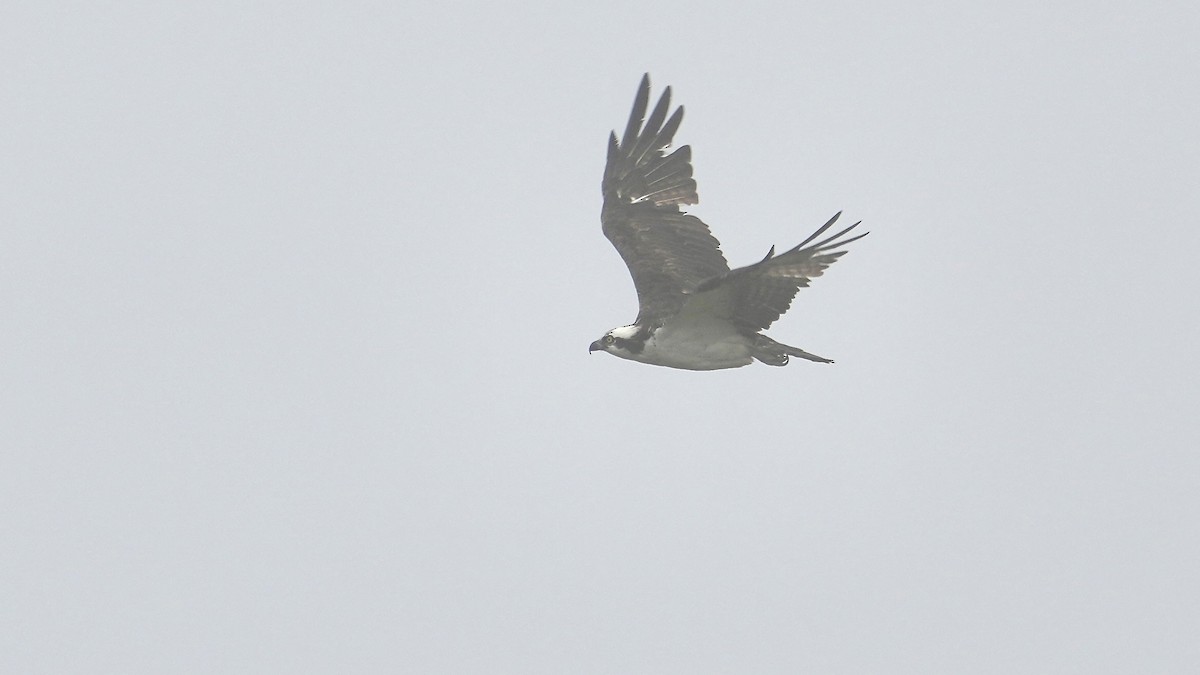 魚鷹 - ML647404199