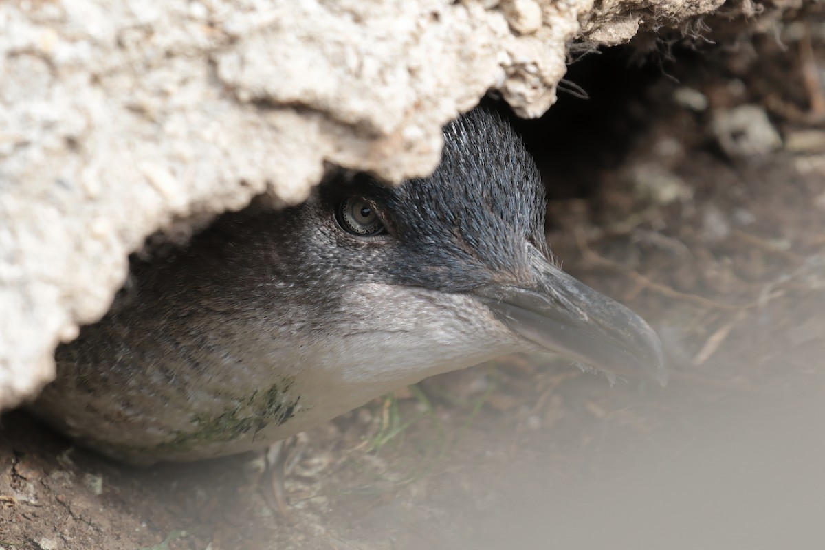 Little Penguin - ML647404201