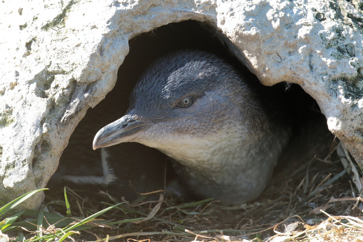 Little Penguin - ML647404202