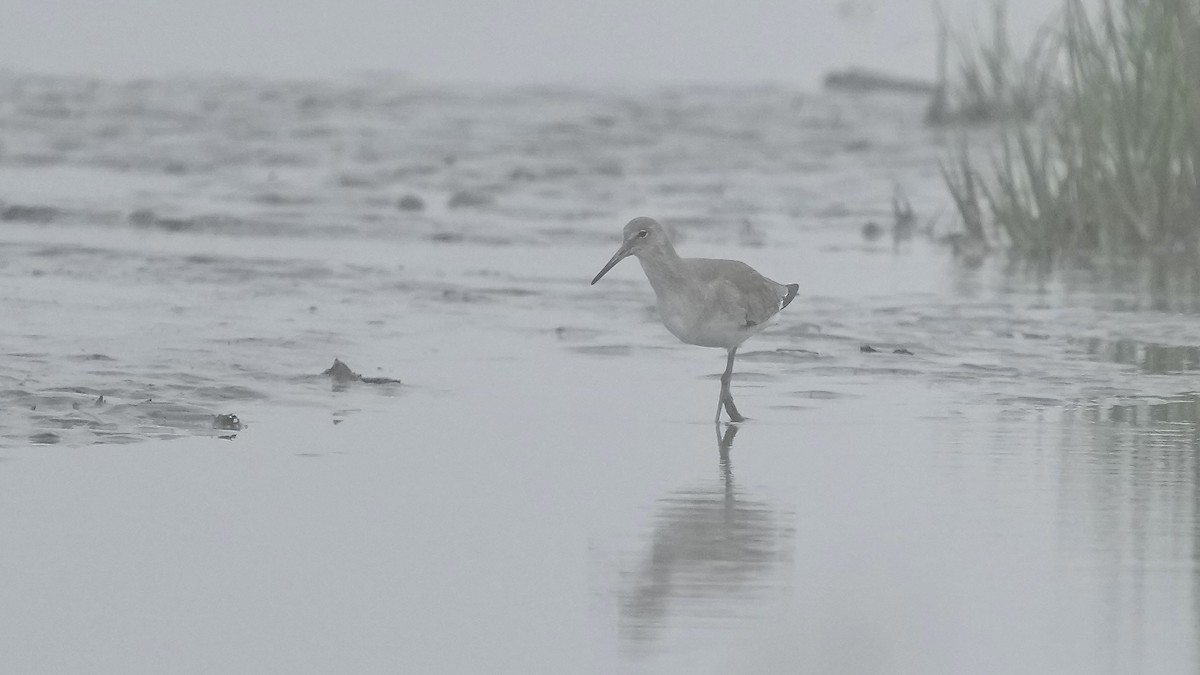 Willet - ML647404203