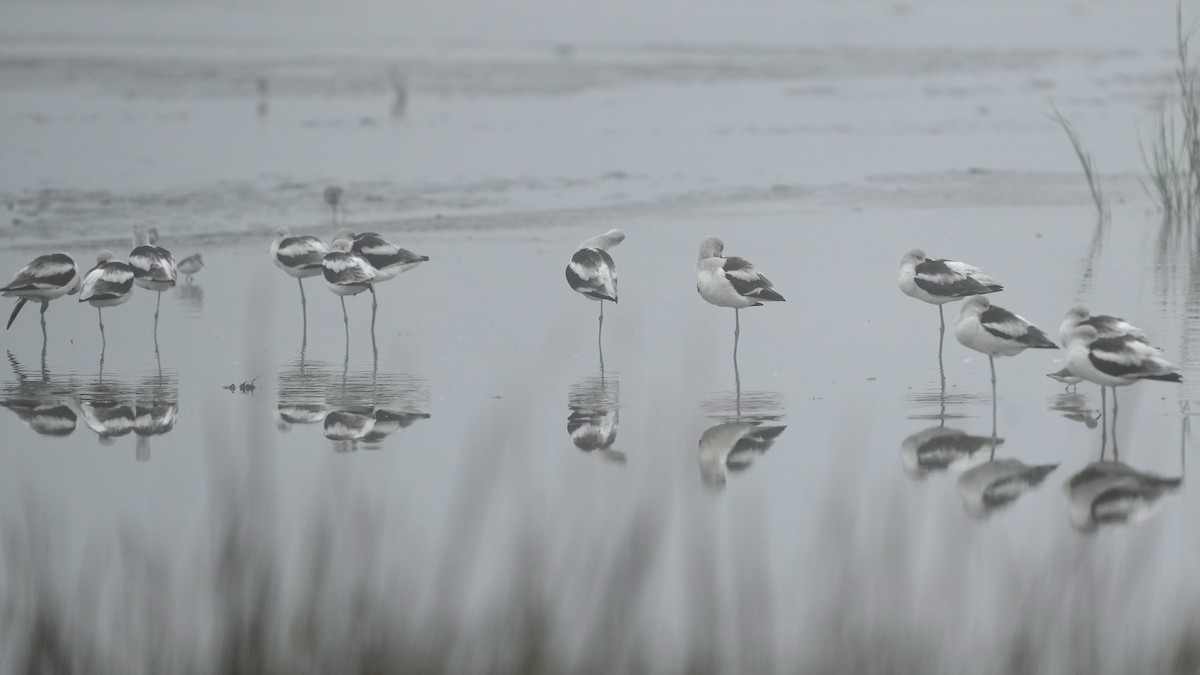 American Avocet - ML647404204