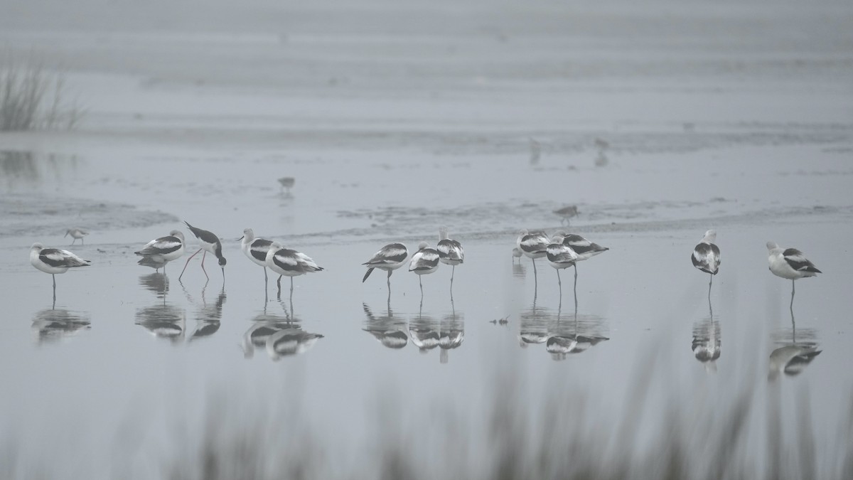 American Avocet - ML647404205