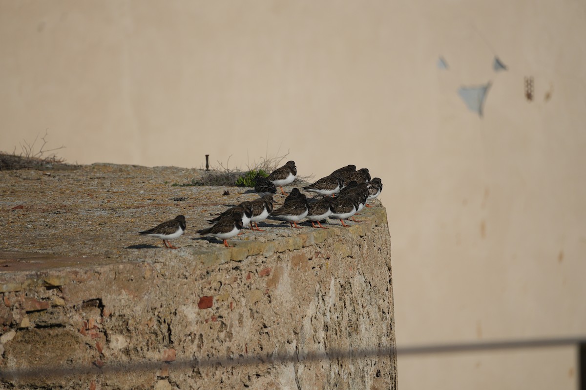 翻石鷸 - ML647404207