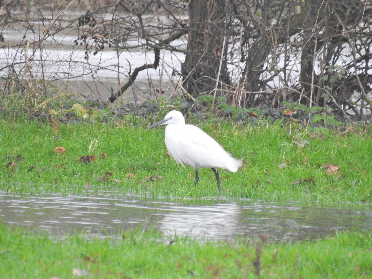 小白鷺 - ML647404208