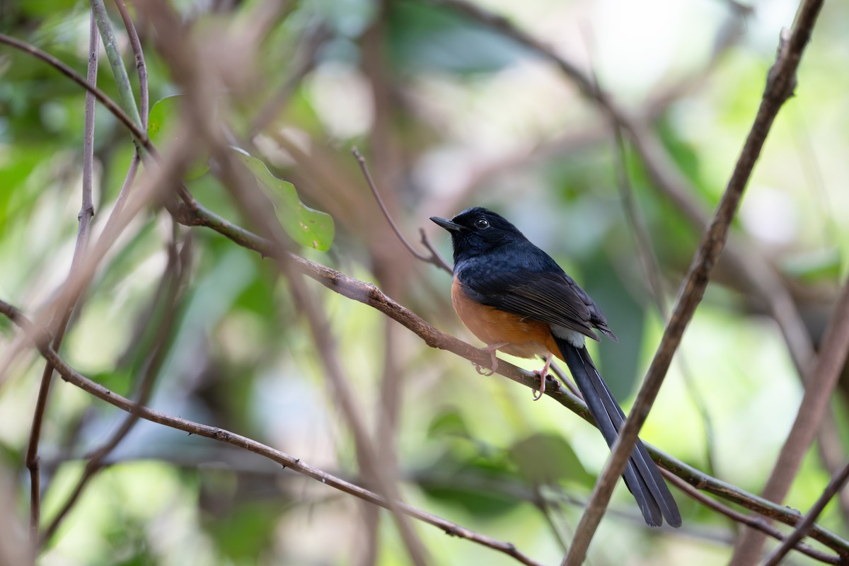 白腰鵲鴝 - ML647404209